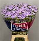 Лимониум-Limonium-S Luna Blue-80cm-95gr 4edd074c-2f39-11f1-0a80-01b300058fcd