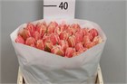 Тюльпан-Tulip-Fr Queensland-32cm-34gr 4f388434-2f39-11f1-0a80-01b300058fd3