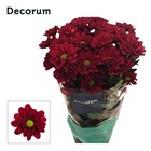 Хризантема куст-Chrysant Tr-Mexicano-70cm-80gr 4f3db8fc-2f39-11f1-0a80-01b300058fd6
