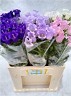 Кампанула-Campanula-Medium Gem-60cm 50a581ce-148d-11f1-0a80-1761003f69e7