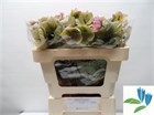 Хеллеборус-Helleborus-Frk Baylis Blus-50cm 50b2cff3-148d-11f1-0a80-1761003f69f6