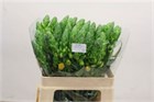 Орнитогалум-Ornithogalum-Volcan Sol-55cm 50c258d3-148d-11f1-0a80-1761003f69f9