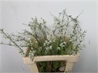 Спирея-Spirea-C Grefsheim-60cm 50e1b173-148d-11f1-0a80-1761003f6a0e