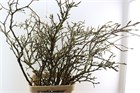 Магнолия-Magnolia-Grandiflora Grillig-130cm 50ff98d4-148d-11f1-0a80-1761003f6a11
