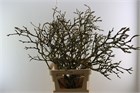 Магнолия-Magnolia-Grandiflora Grillig-120cm 5105add1-148d-11f1-0a80-1761003f6a1d
