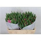 Тюльпан-Tulip-En Tresor-40cm-41gr 512bdefd-148d-11f1-0a80-1761003f6a37