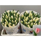 Тюльпан-Tulip-En Supermodel_dynasty-36cm-30gr 5134c62f-148d-11f1-0a80-1761003f6a40