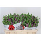 Тюльпан-Tulip-Du Saffiro Mio_purpl-36cm-42gr 513ed4db-148d-11f1-0a80-1761003f6a49
