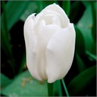 Тюльпан-Tulip-En Snowboard-40cm-34gr 514263dd-148d-11f1-0a80-1761003f6a4c