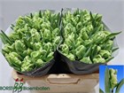 Тюльпан-Tulip-Pa Super Parrot-35cm-30gr 5149bf93-148d-11f1-0a80-1761003f6a52