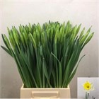 Нарцис-Narcissus-T Las Vegas-46cm-35gr 516400a7-148d-11f1-0a80-1761003f6a5f
