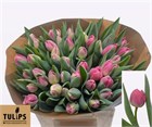 Тюльпан-Tulip-Du Brindisi-40cm-45gr 516760ab-148d-11f1-0a80-1761003f6a62