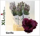 Тюльпан-Tulip-Fr Gorilla-60cm-55gr 51706c1f-148d-11f1-0a80-1761003f6a68