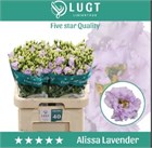 Лизиантус G-Lisianthus G-Alissa Lavende--72cm 51eae81f-3581-11f1-0a80-17be0016fbb7