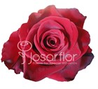 Роза-Rosa-Explorer-60cm-/JR 52628293-3738-11f1-0a80-14890033fd1d