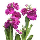 Маттиола куст-Matthiola sp-Hot Pink-60cm-AO 56a99efa-1492-11f1-0a80-0513001f50ec