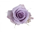 Роза-Rosa-Ocean Song-50cm-NF 56be60a5-1492-11f1-0a80-0513001f50f2
