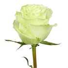 Роза-Rosa-Lemonade-60cm-BA 56c7fe91-1492-11f1-0a80-0513001f50fb