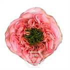 Роза-Rosa-Mandarin XPression-70cm-BA 56d12824-1492-11f1-0a80-0513001f5104