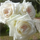 Роза-Rosa-White Ohara-50cm-QA 56fbbdfd-1492-11f1-0a80-0513001f5107