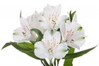 Альстромерия-Alstroemeria-Winterfell-70cm-QA 571b018a-1492-11f1-0a80-0513001f510a