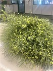 Гениста-Genista-Broom Berries Green-400gr-CE 57986792-2388-11f1-0a80-05420003836d
