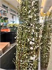 Прунус-Prunus-Peach White-CE 57a4efda-2388-11f1-0a80-054200038370