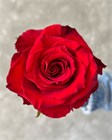 Роза-Rosa-Born Free-50cm-CN 58914158-1492-11f1-0a80-0513001f5125