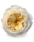 Роза-Rosa-Fatima Gardens-50cm-CN 58977dce-1492-11f1-0a80-0513001f5128