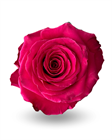 Роза-Rosa-Born Beauty-50cm-CN 58b5925e-1492-11f1-0a80-0513001f5134