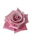Роза-Rosa-Myla F1-50cm-CN 58bb74fe-1492-11f1-0a80-0513001f5137
