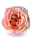 Роза-Rosa-Sweet Catalina-50cm-CN 58ce0500-1492-11f1-0a80-0513001f513a