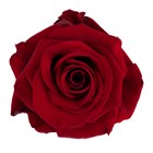 Роза-Rosa-Redvolution-50cm-CN 58d0af14-1492-11f1-0a80-0513001f513d