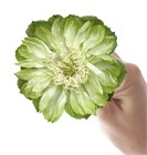 Роза-Rosa-Veggie-60cm-TA 5917f25d-1492-11f1-0a80-0513001f5149