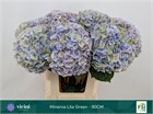Гортензия-Hydrangea-M My Minerva Cl--80cm 5b04d369-506c-11f1-0a80-138500132cf6