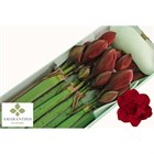Амариллис St-Hippeastrum St-Dg Red Symphony-/80cm 5c41164a-1407-11f1-0a80-0eb2001612ac