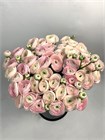 Ранункулус-Ranunculus-Cloni Hanoi-/CE 5cc4cc3d-1af7-11f1-0a80-16a50025adef
