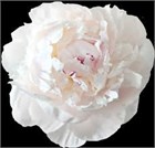 Пион-Peony-Odile-55cm-ST 60d327e2-4de3-11f1-0a80-0bc50075849e