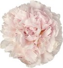 Пион-Peony-Reine Hortense-55cm-ST 60dc02d6-4de3-11f1-0a80-0bc5007584a4