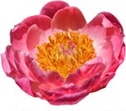 Пион-Peony-Coral Charm-55cm-ST 60dfd7b2-4de3-11f1-0a80-0bc5007584a7