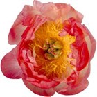 Пион-Peony-Coral Sunset-55cm-ST 60e46637-4de3-11f1-0a80-0bc5007584aa