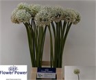 Аллиум-Allium-White Giant-85cm 618265d3-4882-11f1-0a80-0bad000b33c8
