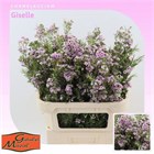 Ваксфлауэр-Chamelacium-Giselle-80cm-100gr 618fa5e7-4882-11f1-0a80-0bad000b33ce