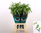 Хасмантиум-Chasmanthium-Lat Mantis-70cm 61a5b1df-2763-11f1-0a80-11a100040b5b