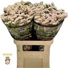Лимониум-Limonium-S Apri Sun Birds-80cm-85gr 61ce1e2a-4882-11f1-0a80-0bad000b33d1
