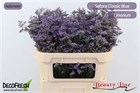 Лимониум-Limonium-Saf Classic Blue-70cm-40gr 61d5098e-4882-11f1-0a80-0bad000b33d4