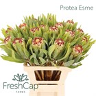 Протея-Protea-Esme-60cm 61e492ce-2763-11f1-0a80-11a100040b61