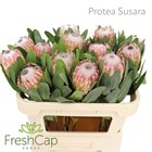 Протея-Protea-Susara-70cm 61e81798-2763-11f1-0a80-11a100040b64
