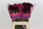 Ранункулус-Ranunculus-Brushmark Braga-60cm-25gr 61eb7d45-2763-11f1-0a80-11a100040b67