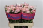 Ранункулус-Ranunculus-Romance Seine-60cm-50gr 61ee7bf5-2763-11f1-0a80-11a100040b6a